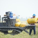 Agricultores carregam sacos de arroz em uma máquina em um campo aberto.