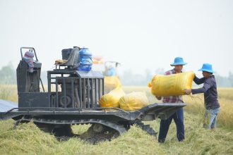 Agricultores carregam sacos de arroz em uma máquina em um campo aberto.