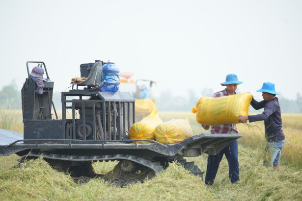 Agricultores carregam sacos de arroz em uma máquina em um campo aberto.