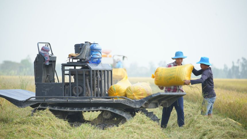 Agricultores carregam sacos de arroz em uma máquina em um campo aberto.
